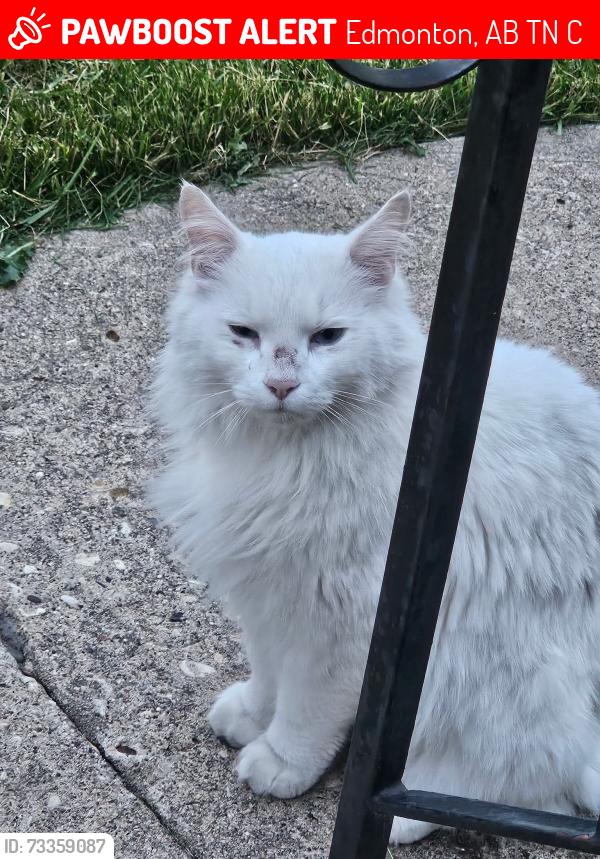 Lost Male Cat last seen Near ave and 147 street, Edmonton, AB T5N 3C5