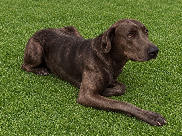 Shelter Stray Female Dog last seen , 38550 Sierra Hwy, Palmdale, CA 93550, USA