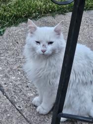 Lost Male Cat last seen Near ave and 147 street, Edmonton, AB T5N 3C5