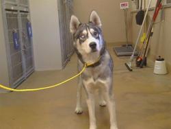Shelter Stray Male Dog last seen FLORIN RD/EAST PARKWY,95823, 3839 Bradshaw Rd, Sacramento, CA 95827, USA