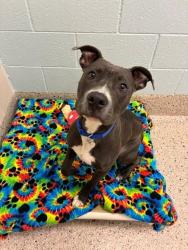 Shelter Stray Male Dog last seen Near BLOCK E. 120TH AVE, 12155 Park Blvd, Brighton, CO 80601, USA