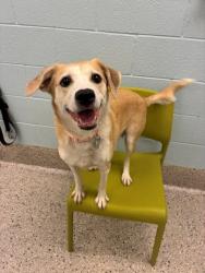 Shelter Stray Female Dog last seen Near BLOCK PECOS ST #93, 12155 Park Blvd, Brighton, CO 80601, USA