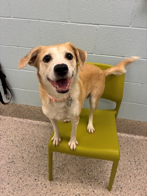 Shelter Stray Female Dog last seen Near BLOCK PECOS ST #93, 12155 Park Blvd, Brighton, CO 80601, USA