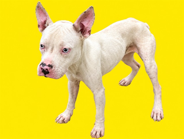 Shelter Stray Female Dog last seen Near BLOCK NW 79 AVE, 3599 NW 79th Ave, Doral, FL 33122, USA