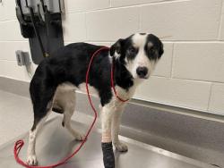 Shelter Stray Female Dog last seen SAWYER & HWY 49, 11232 B Ave, Auburn, CA 95603, USA