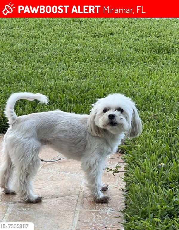 Lost Female Dog last seen Miramar Blvd and Fairmont, Miramar, FL 33025