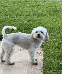 Lost Female Dog last seen Miramar Blvd and Fairmont, Miramar, FL 33025