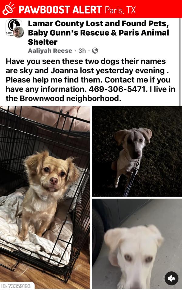 Lost Female Dog last seen Brownwood Dr., Paris, TX 75462
