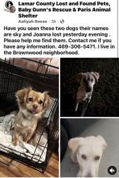 Lost Female Dog last seen Brownwood Dr., Paris, TX 75462