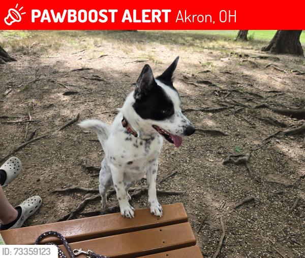 Lost Male Dog last seen Near Ellet High School, Akron, OH 44312