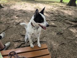 Lost Male Dog last seen Near Ellet High School, Akron, OH 44312