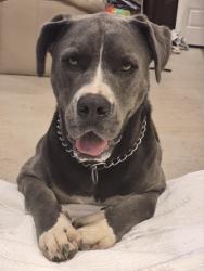 Lost Male Dog last seen Hwy 287, Greenbrier, AR 72058