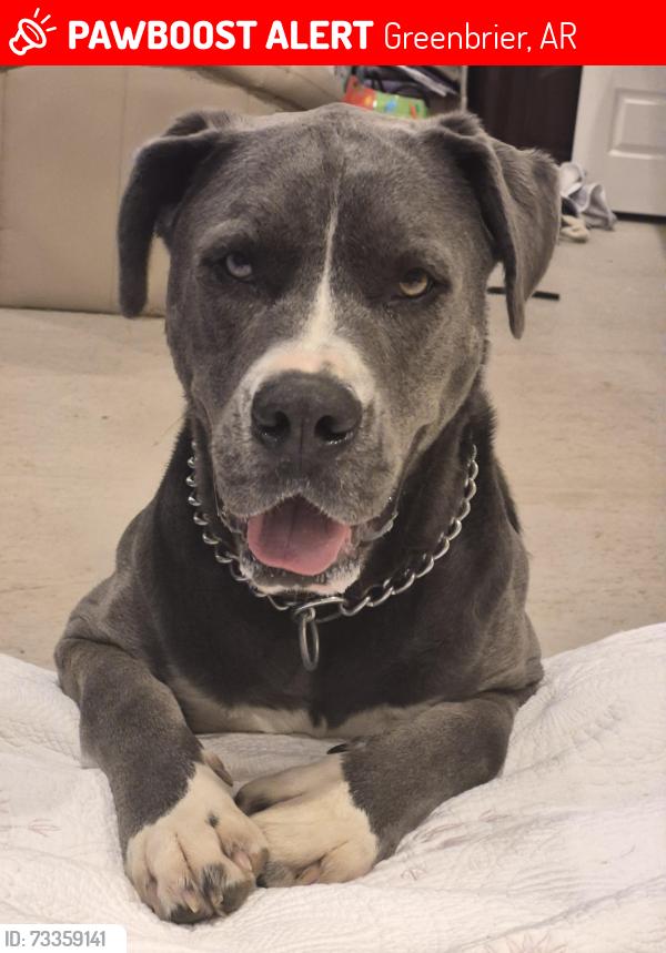 Lost Male Dog last seen Hwy 287, Greenbrier, AR 72058