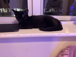 Reunited Female Cat last seen Streatham common, Greater London, England SW16 3DJ