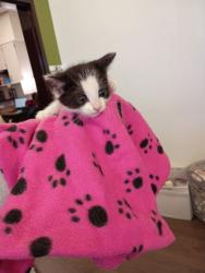 Shelter Stray Female Cat last seen Near Oakland Drive, Atlanta, GA, 1251 Fulton Industrial Blvd NW, Atlanta, GA 30336, USA