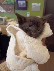 Shelter Stray Female Cat last seen Near Oakland Drive, Atlanta, GA, 1251 Fulton Industrial Blvd NW, Atlanta, GA 30336, USA