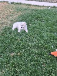 Lost Female Dog last seen Yale and parker, Aurora, CO 80014