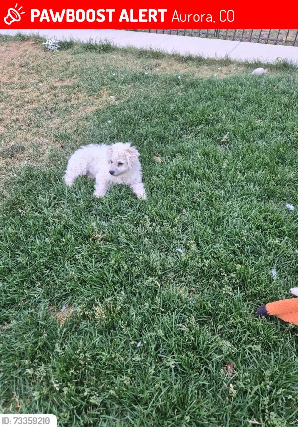 Lost Female Dog last seen Yale and parker, Aurora, CO 80014