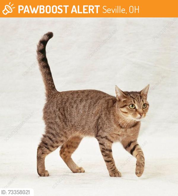 Found/Stray Female Cat last seen across from Leohr Park, Seville, Seville, OH 44273