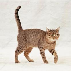 Found/Stray Female Cat last seen across from Leohr Park, Seville, Seville, OH 44273