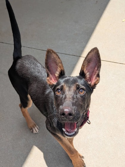 Shelter Stray Female Dog last seen Near E Young St, Longview, City of, TX, 303 H G Mosley Pkwy, Longview, TX 75604, USA