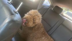 Found/Stray Male Dog last seen Near E Main st Claremont, Claremont, NC 28610
