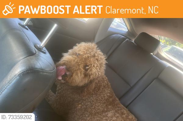 Found/Stray Male Dog last seen Near E Main st Claremont, Claremont, NC 28610