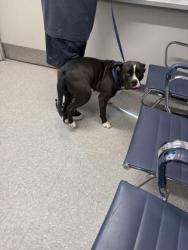 Shelter Stray Female Dog last seen Hearne and west jordan, Caddo Parish, LA, 1500 Monty St, Shreveport, LA 71107, USA