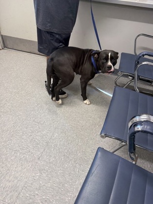 Shelter Stray Female Dog last seen Hearne and west jordan, Caddo Parish, LA, 1500 Monty St, Shreveport, LA 71107, USA
