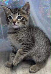 Shelter Stray Male Cat last seen , Caddo Parish, LA, 1500 Monty St, Shreveport, LA 71107, USA