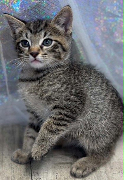 Shelter Stray Male Cat last seen , Caddo Parish, LA, 1500 Monty St, Shreveport, LA 71107, USA