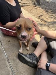 Shelter Stray Female Dog last seen Near Woodway Dr, South District, TX, 355 Hillshire Dr, Haslet, TX 76052, USA