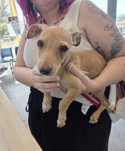 Shelter Stray Male Dog last seen Near Ransom Terrace, East District, TX, 355 Hillshire Dr, Haslet, TX 76052, USA