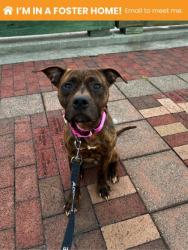 Shelter Stray Female Dog last seen Near Vincent ct, 21217, MD, 2490 Giles Rd, Baltimore, MD 21225, USA