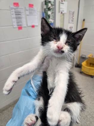 Shelter Stray Male Cat last seen Near Giles rd, 21225, MD, 2490 Giles Rd, Baltimore, MD 21225, USA