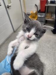 Shelter Stray Male Cat last seen Near Giles rd, 21225, MD, 2490 Giles Rd, Baltimore, MD 21225, USA