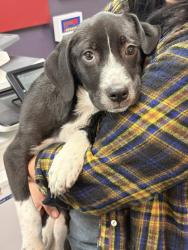 Shelter Stray Female Dog last seen Abandoned on HSMSC property, Memphis,, 935 Farm Rd, Memphis, TN 38134, USA