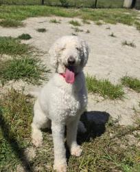 Shelter Stray Female Dog last seen Alexandria, VA, 22310, Sage Dr & Applemint Ln, Fairfax County, VA, 4500 West Ox Rd, Fairfax, VA 22030, USA