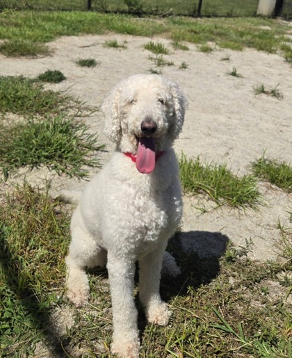 Shelter Stray Female Dog last seen Alexandria, VA, 22310, Sage Dr & Applemint Ln, Fairfax County, VA, 4500 West Ox Rd, Fairfax, VA 22030, USA