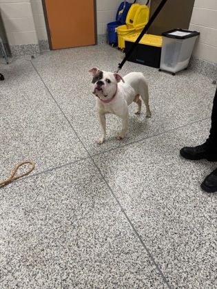 Shelter Stray Female Dog last seen Burke, VA 22015, Faire Commons Ct/Burke Commons Rd, Fairfax County, VA, 4500 West Ox Rd, Fairfax, VA 22030, USA