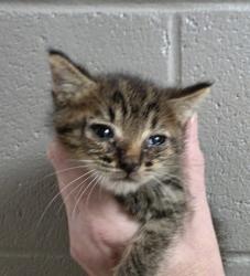 Shelter Stray Male Cat last seen Near Hwy 29 S, 29626, Anderson County, SC, 1320 US-29, Anderson, SC 29626, USA