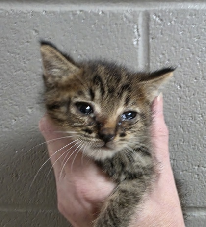 Shelter Stray Male Cat last seen Near Hwy 29 S, 29626, Anderson County, SC, 1320 US-29, Anderson, SC 29626, USA