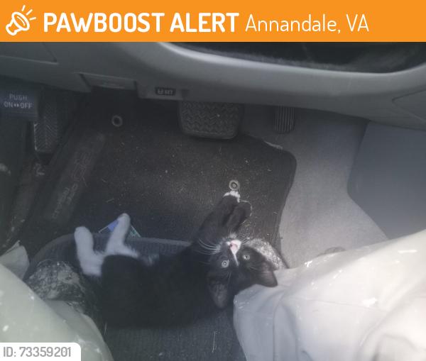 Found/Stray Unknown Cat last seen Kalorama rd, Annandale, VA 22003