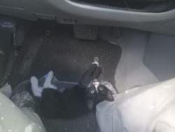 Found/Stray Unknown Cat last seen Kalorama rd, Annandale, VA 22003