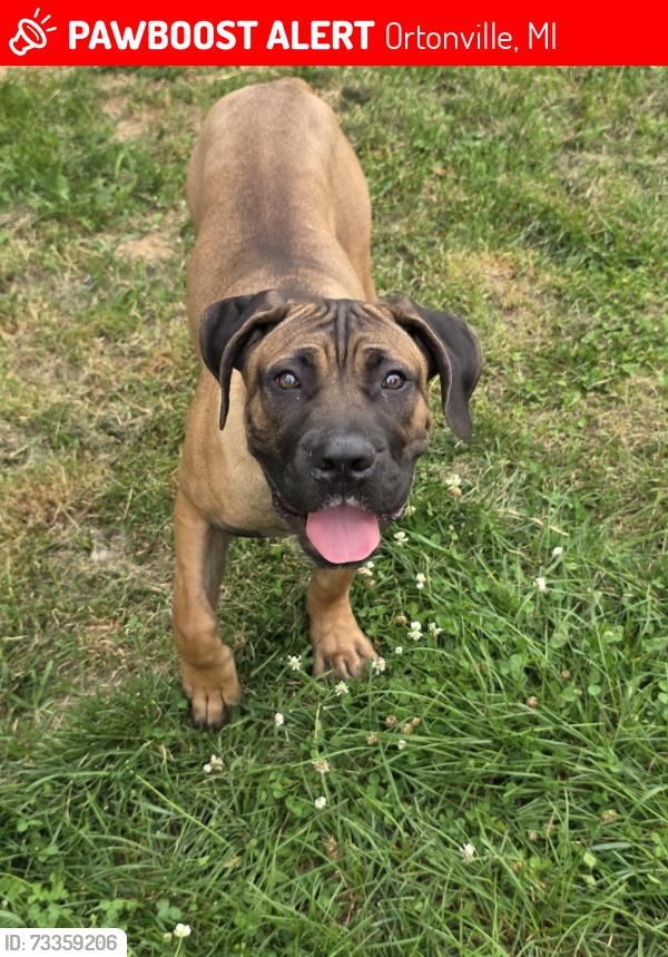 Lost Male Dog last seen Mill st, Ortonville, MI 48462