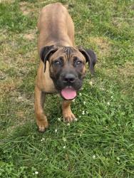 Lost Male Dog last seen Mill st, Ortonville, MI 48462