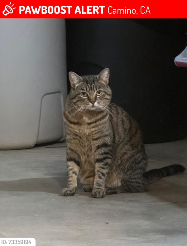 Lost Female Cat last seen Camino Heights Drive between Pina Ave and Verde Robles, Camino, CA 95709
