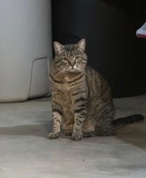 Lost Female Cat last seen Camino Heights Drive between Pina Ave and Verde Robles, Camino, CA 95709