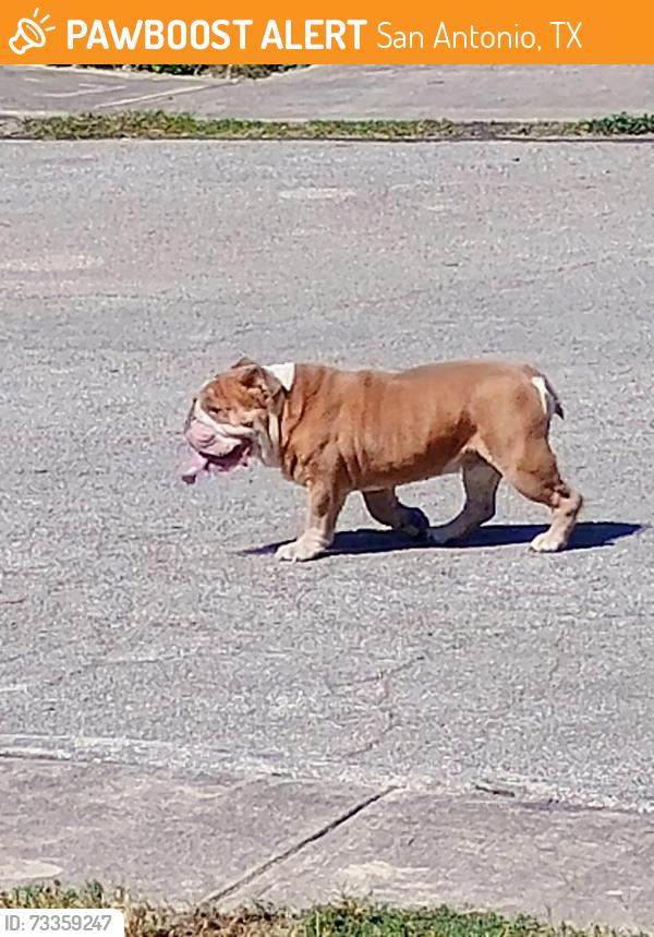 Found/Stray Male Dog last seen Shadow Run and valley trails, San Antonio, TX 78250