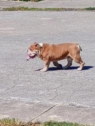 Found/Stray Male Dog last seen Shadow Run and valley trails, San Antonio, TX 78250